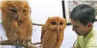  ??  ?? Pasay City veterinari­an Ronaldo Bernasor attaches tree branches to a steel cabinet in his office for two Philippine Scops Owls to rest on, after they were seized from a pet center in Pasay City, (Photo from ibtimes.com)