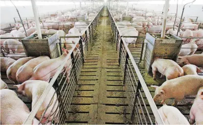  ?? [OKLAHOMAN ARCHIVE PHOTO] ?? Retaliator­y tariffs on pork concern Oklahoma producers, who export much of their pork.