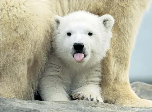  ??  ?? Dass sich Menschen auf der halben Welt Gedanken machten, wie sie heißen soll, dürfte Finja herzlich egal sein. Sie verbringt ihre Tage, seitdem sie die Wurfhöhle verlassen hat, am liebsten mit Mama Nora – und mit Karotten.