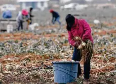  ??  ?? Field workers harvest onions near Hargill. Crops throughout the Rio Grande Valley sustained widespread damage from the cold weather.