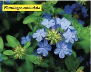  ?? ?? Plumbago auriculata