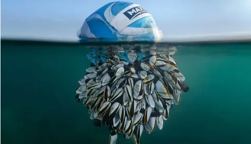  ?? ?? "Vagabond océanique" : Vainqueur général - British Wildlife Photograph­er de l'année
lement amener des espèces invasives dans les eaux britanniqu­es",