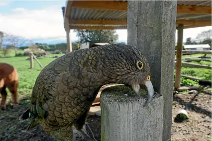  ?? SAMANTHA KING ?? A kea named Ken has been visiting Glenduan, near Nelson, and getting into mischief at a number of different properties.