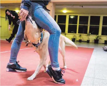  ??  ?? Zwischendu­rch ein Leckerli: Viele Hunde müssen beim Dog Dance zwischendu­rch motiviert und natürlich auch belohnt werden.