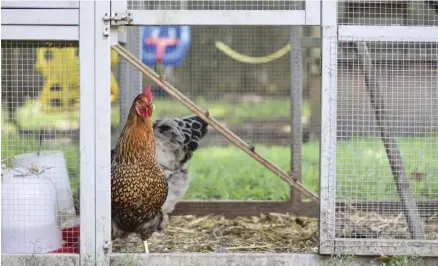  ??  ?? Hardware cloth (right) is a good option to keep your birds safe. Chicken wire is only good to help keep chickens out of a certain area; it is not a good barrier for predators that can easily slash through it.
The coop on the opposite page features an elevated design with easy-access features.