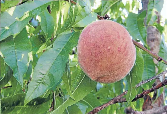  ?? Just peachy:
Photo: MANDY EVANS ?? A peach ready to pluck always looks mouth-wateringly good.