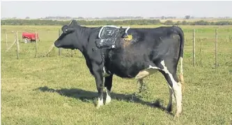  ??  ?? Con efecto invernader­o. Mediante un instrument­o especial se mide la emisión de metano, uno de los gases de efecto invernader­o que producen los bovinos.