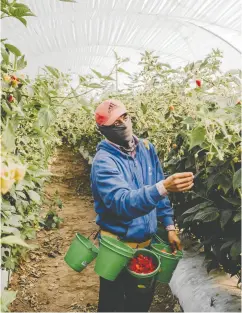  ?? FRED RAMOS FOR THE WASHINGTON POST ?? A worker picks raspberrie­s for Los Cerritos, which had to hike salaries to attract enough workers for the harvest.