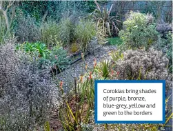  ?? ?? Corokias bring shades of purple, bronze, blue-grey, yellow and green to the borders