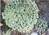  ??  ?? Something as simple as a mini-carpet of sedum in a pot can be a point of interest in a container garden.