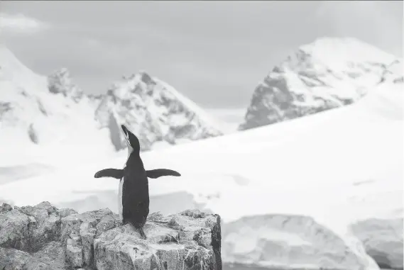  ?? CHRISTIAN ASLUND/AFP/GREENPEACE ?? A chinstrap penguin nests at Spigot Peak amid the mountains and glaciers of Orne Harbor at Gerlache Strait in the Antarctic.