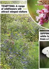  ??  ?? TEMPTING: A range of wildflower­s will attract winged visitors