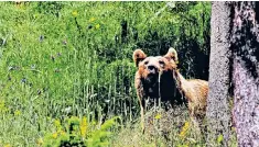  ??  ?? Farmers have set up traps for bears previously, such as pots of honey laced with glass