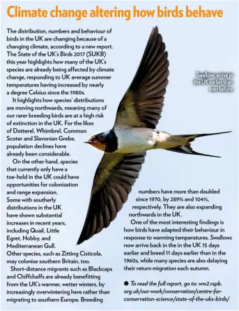  ??  ?? Swallows arrive in the UK earlier than ever before