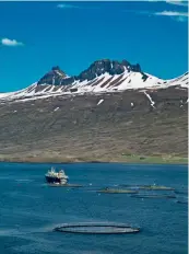  ??  ?? Above: Icelandic fish farm