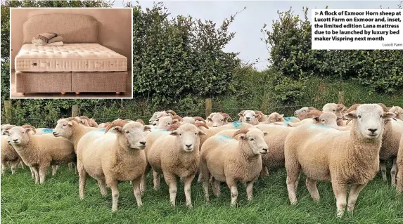  ?? Lucott Farm ?? A flock of Exmoor Horn sheep at Lucott Farm on Exmoor and, inset, the limited edition Lana mattress due to be launched by luxury bed maker Vispring next month