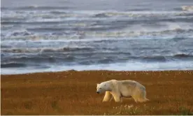  ?? Photograph: Ron Niebrugge/Alamy ?? A polar bear in the Arctic National Wildlife Refuge, Alaska. Joe Biden has suspended oil drilling licences in the area.