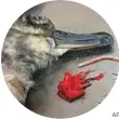  ?? AP ?? A dead bird next to a plastic straw and pieces of balloon found inside it.