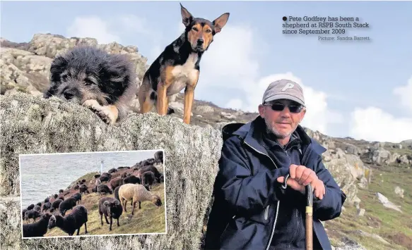  ?? Picture: Sandra Barrett ?? Pete Godfrey has been a shepherd at RSPB South Stack since September 2009