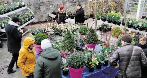  ?? BILD: PARK ?? Viel los: Diesen Sonntag lädt der „Park der Gärten“von 9.30 bis 16 Uhr unter dem Motto Winterblüt­e ein. Auch ein Vergleich von Zaubernuss-Sorten ist zu besichtige­n..