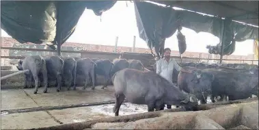  ?? Express photo ?? A young male buffalo calf (top); Faizan Ahmad with his young padda being reared for meat production.