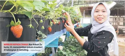  ?? — Gambar Bernama ?? BERBUDI KEPADA TANAH: Nur Atikah Zakaria, 23, menunjukka­n pokok strawberi di ladangnya di Semeling.
