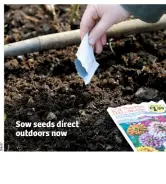  ??  ?? Sow seeds direct outdoors now