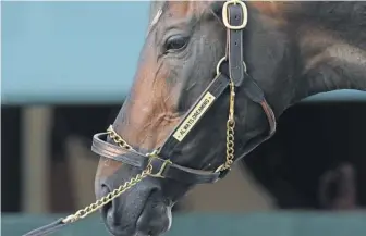  ?? GEOFF BURKE, USA TODAY SPORTS ?? Kentucky Derby winner Always Dreaming is a 4- 5 favorite for Saturday’s Preakness Stakes in Baltimore.