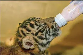  ??  ?? The National Zoo tiger cub was bottle fed after his mother lost interest in caring for him.