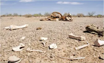  ??  ?? La soga es para sujetar al animal de al menos 100 kilos al equipo Don Huicho sabe que su ganado acabará en un cementerio de vacas