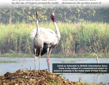  ?? ?? Listed as Vulnerable by BirdLife Internatio­nal, Sarus Crane is the subject of a community-led project to preserve wetlands in the Indian state of Uttar Pradesh.