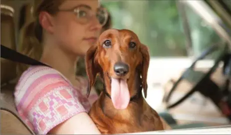  ?? LINDA CALLERUS, ?? Greta Gerwig with title hound from Wiener Dog, a dark comedy by director Todd Solondz.