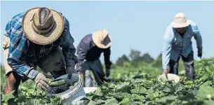  ?? TARA WALTON TORONTO STAR/GETTY IMAGES ?? A new website launched by a group of experts recommends best practices designed specifical­ly for farm workers, who are often isolated in rural and remote areas, have trouble accessing health support and find it impossible to keep a social distance due to working and living conditions.