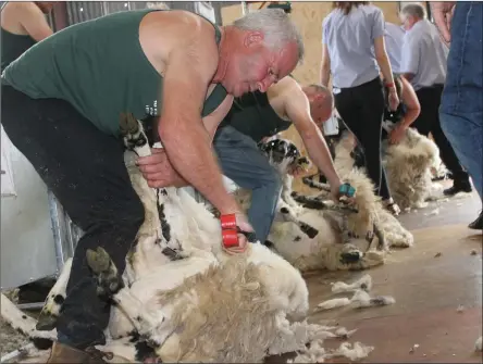  ?? All photos by Sinead Kelleher. ?? Sheer delight: shearers in action at the ‘Top of Coom’ sheep-shearing on Sunday.