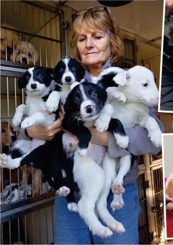  ?? ?? Quite an armful: Many Tears owner Sylvia Van Atta with collie puppies