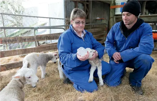  ?? SCOTT HAMMOND/ STUFF ?? Julia and Richard Dawkins feeding lambs by hand in the shed.