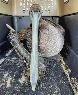  ?? Staci Cash ?? AN ANIMAL CONTROL officer with the Newport Beach Police Department brought this mutilated brown pelican to the Wetlands and Wildlife Care Center.