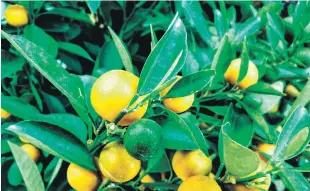  ?? PIXABAY ?? Origen. Los limones son originario­s de Arabia, desde donde fueron introducid­os en Europa y América.