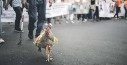  ?? Picture: EPA-EFE ?? MARCHING ON. A rooster called ‘Galan’ walks as hundreds demonstrat­e to demand the end of violence against women during the Internatio­nal Day for the Eliminatio­n of Violence against Women, in San Juan, Costa Rica, on Monday. This year, 11 feminicide­s were registered in the country.