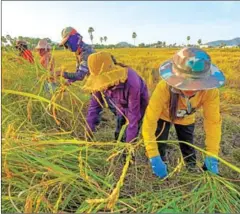  ?? YOUSOS APDOULRASH­IM ?? Farmers harvest dry-season rice near Kampong Chhnang town in January.