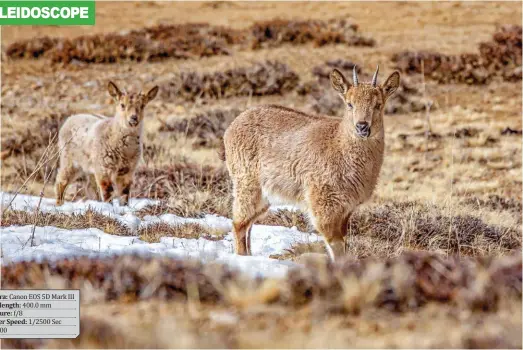  ?? ?? Camera: Canon EOS 5D Mark III
Focal length: 400.0 mm
Aperture: f/8
Shutter Speed: 1/2500 Sec
ISO: 800