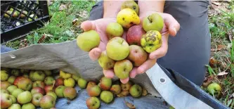  ?? LISA RATHKE/AP ?? David Dolginow, co-founder of Shacksbury Cider, picks up wild apples in Rochester, Vt. As the craft cider industry continues its resurgence with not enough commercial cider apples available, some cider makers are foraging for wild apples that have...