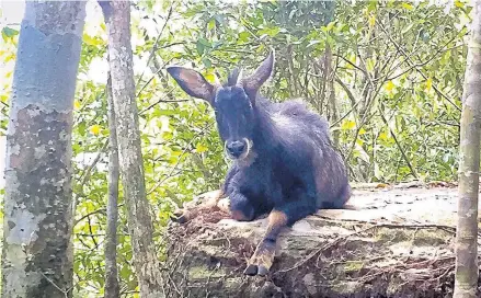  ?? PHOTO COURTESY OF KHAO YAI NATIONAL PARK ?? Many wild animals have been seen in the open during the lockdown period. A serow takes a rest at Dieo Dai Cliff in Khao Yai National Park, which is situated mostly in Nakhon Ratchasima.