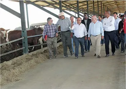  ?? MARIA AUGUSTA ?? Membros de delegação portuguesa e do governo do Cuanza Sul visitaram demoradame­nte a exploração pecuária da empresa Novagrolíd­er