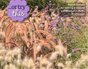  ??  ?? Boost texture by adding a second pennisetum – fluffy
P. villosum