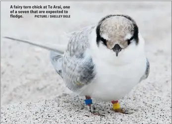  ?? PICTURE / SHELLEY OGLE ?? A fairy tern chick at Te Arai, one of a seven that are expected to fledge.