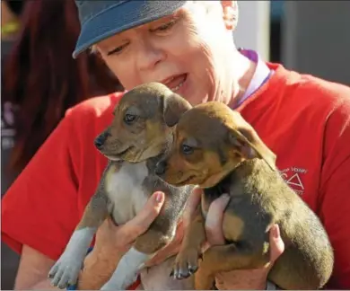  ?? PETE BANNAN — DIGITAL FIRST MEDIA ?? Brandywine SPCA volunteer Kathy Hein of West Chester carries two pups brought with their mother from a Houston-area shelter Friday afternoon. The pups were 39 dogs which will be available for adoption.