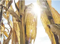  ??  ?? Sun shines through non-GMO corn standing in a field during harvest in Malden, Illinois on Sept 30, 2015. — WP-Bloomberg photo