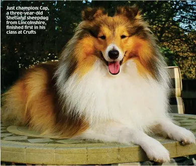  ??  ?? Just champion: Cap, a three-year-old Shetland sheepdog from Lincolnshi­re, finished first in his class at Crufts