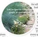  ??  ?? Let erigeron colonise gaps in pathways